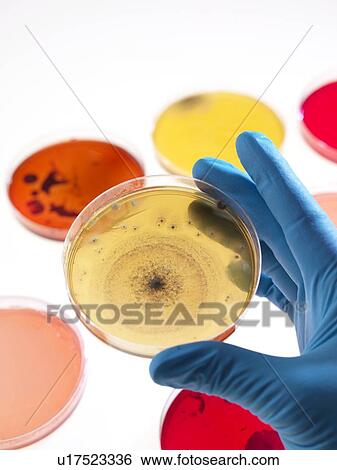 Stock Photograph - Bacteria research. Fotosearch