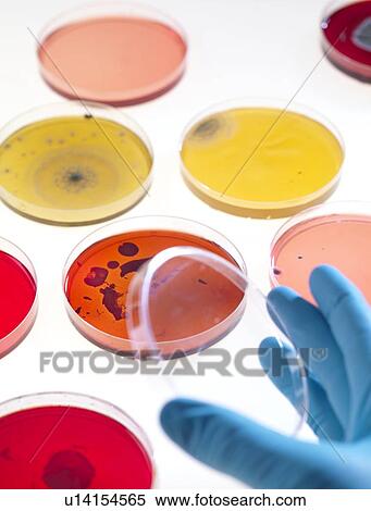 Bacteria research View Large Photo Image Stock Photography - Bacteria research. Fotosearch
