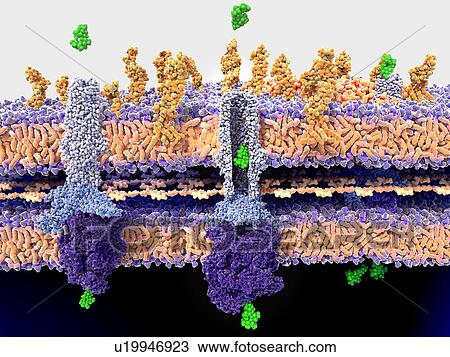 Stock Image - Bacterial wall and antibiotic resistance. Fotosearch