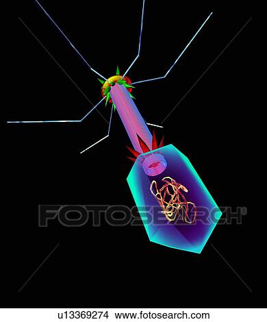 Bacteriophage, artwork View Large Photo Image Picture - Bacteriophage, artwork. Fotosearch