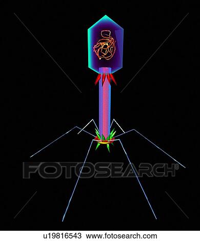 Bacteriophage, artwork View Large Photo Image Stock Image - Bacteriophage, artwork. Fotosearch