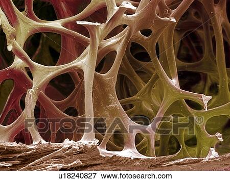 Stock Photo - Bird bone tissue, SEM. Fotosearch