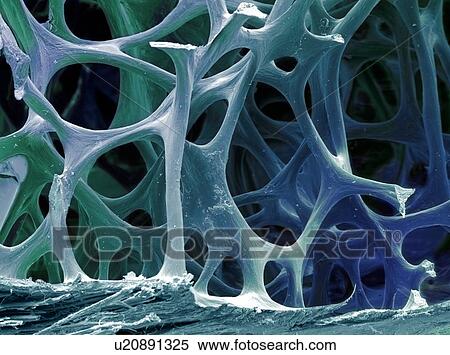 Bird bone tissue, SEM View Large Photo Image Stock Photography - Bird bone tissue, SEM. Fotosearch