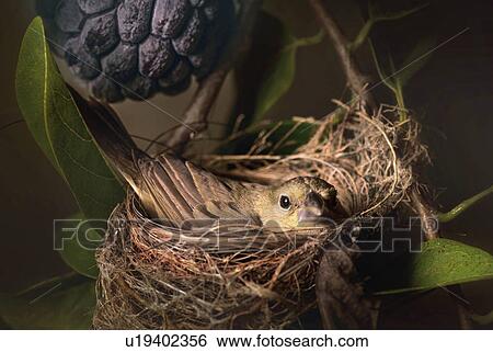 Bird sitting on a nest of eggs View Large Photo Image Stock Photograph - Bird sitting on a nest of eggs. Fotosearch