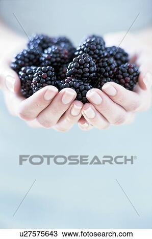 Stock Image - Blackberries. Fotosearch