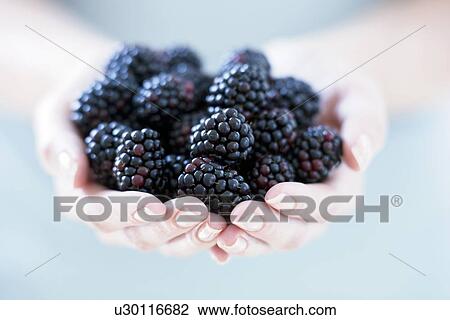 Blackberries View Large Photo Image Stock Image - Blackberries. Fotosearch