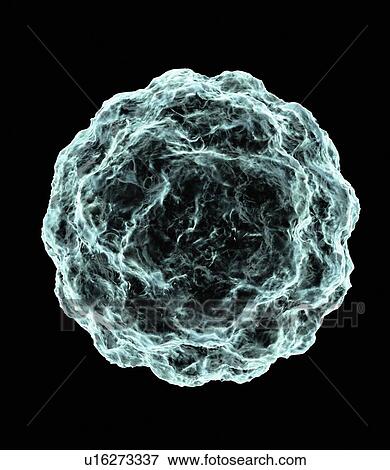 Blastocyst, artwork View Large Photo Image Stock Photo - Blastocyst, artwork. Fotosearch