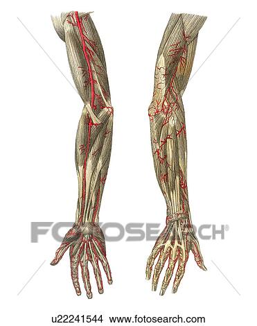 Blood vessels of the arms, artwork View Large Photo Image Picture - Blood vessels of the arms, artwork. Fotosearch