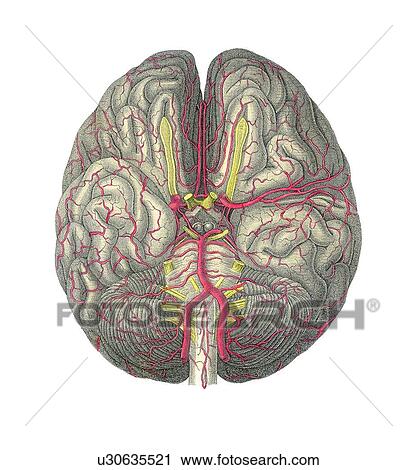 Stock Image - Blood vessels of the brain, artwork. Fotosearch