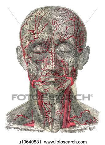 Stock Image - Blood vessels of the head, artwork. Fotosearch