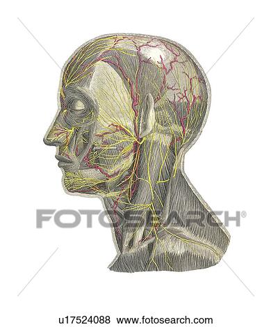Stock Photo - Blood vessels of the head, artwork. Fotosearch