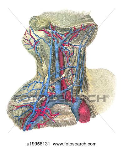 Blood vessels of the neck, artwork View Large Photo Image Stock Image - Blood vessels of the neck, artwork. Fotosearch