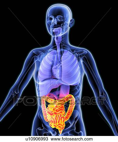 Bowel, artwork View Large Photo Image Stock Image - Bowel, artwork. Fotosearch