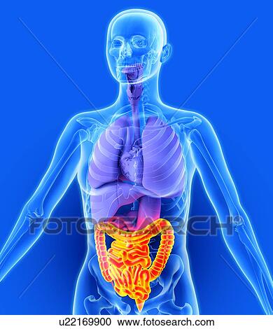 Stock Image - Bowel, artwork. Fotosearch