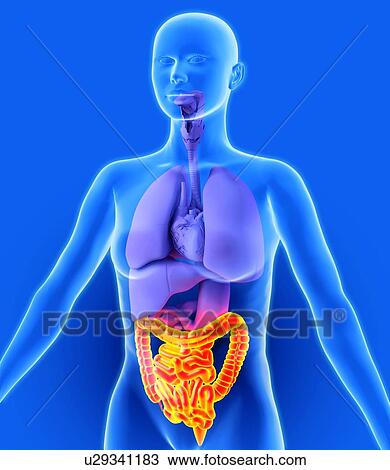 Stock Image - Bowel, artwork. Fotosearch