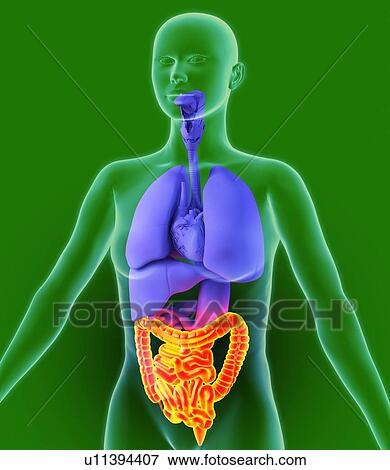 Stock Photo - Bowel, artwork. Fotosearch