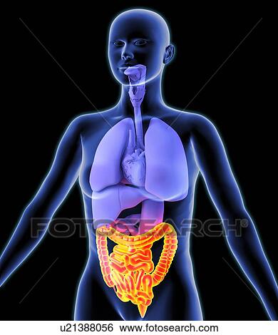 Stock Photograph - Bowel, artwork. Fotosearch
