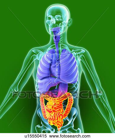 Stock Photography - Bowel, artwork. Fotosearch