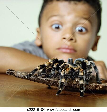Boy with a tarantula View Large Photo Image Picture - Boy with a tarantula. Fotosearch