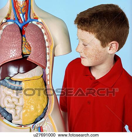 Stock Image - Boy with anatomy model. Fotosearch