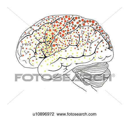 Brain anatomy, artwork View Large Photo Image Stock Image - Brain anatomy, artwork. Fotosearch