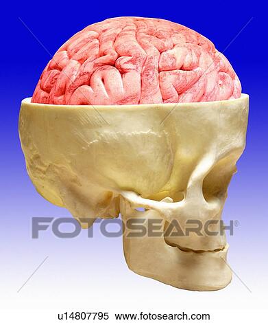 Brain and skull View Large Photo Image Stock Photography - Brain and skull. Fotosearch
