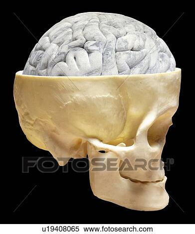 Brain and skull View Large Photo Image Stock Photography - Brain and skull. Fotosearch