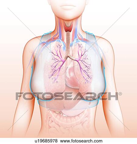 Bronchi if the human lungs, illustration View Large Photo Image Stock Photo - Bronchi if the human lungs, illustration. Fotosearch