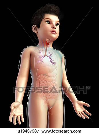 Bronchi of a child, illustration View Large Photo Image Stock Photo - Bronchi of a child, illustration. Fotosearch