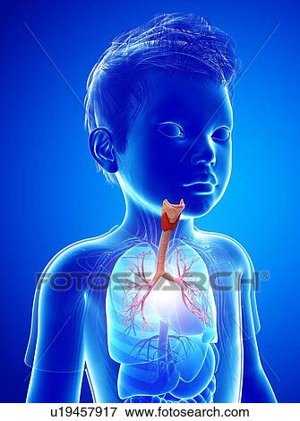 Bronchi of a child, illustration View Large Photo Image Stock Photo - Bronchi of a child, illustration. Fotosearch