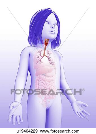 Stock Photo - Bronchi of a child, illustration. Fotosearch