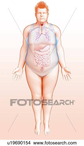 Picture - Bronchi of the human lungs, illustration. Fotosearch