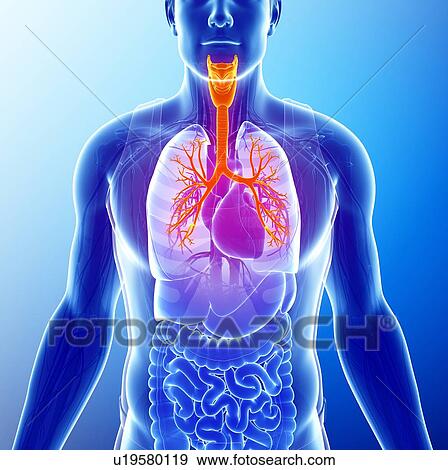 Stock Photo - Bronchi of the human lungs, illustration. Fotosearch