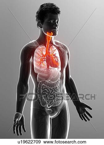 Bronchi of the human lungs, illustration View Large Photo Image Stock Photo - Bronchi of the human lungs, illustration. Fotosearch