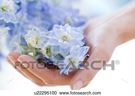 Bunch of flowers View Large Photo Image Stock Image - Bunch of flowers. Fotosearch