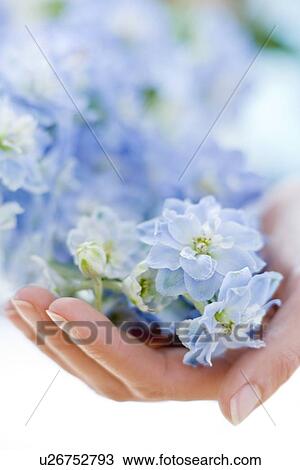 Bunch of flowers View Large Photo Image Stock Image - Bunch of flowers. Fotosearch