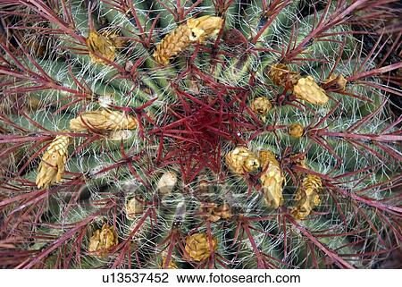 Stock Image - Cactus in flower. Fotosearch