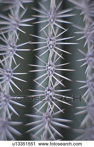Cactus spines View Large Photo Image Stock Image - Cactus spines. Fotosearch