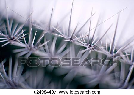 Stock Photo - Cactus spines. Fotosearch