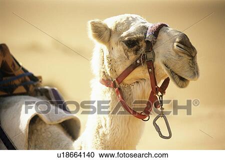 Stock Image - Camel. Fotosearch