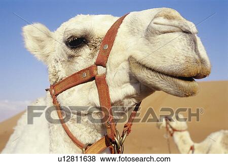 Camel View Large Photo Image Stock Photo - Camel. Fotosearch