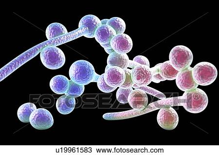 Stock Image - Candida albicans fungi, illustration. Fotosearch