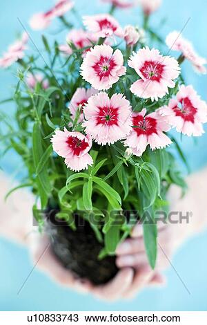 Stock Image - Carnations Dianthus sp. Fotosearch