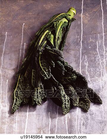 Cavolo nero, overhead view, close-up View Large Photo Image Picture - Cavolo nero, overhead view, close-up. Fotosearch