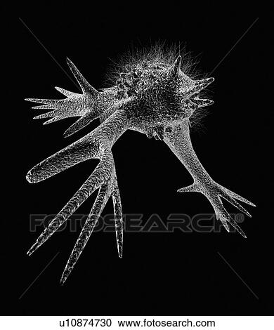 Stock Image - Cell with pseudopodia, artwork. Fotosearch