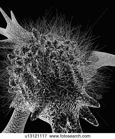 Cell with pseudopodia, artwork View Large Photo Image Stock Photo - Cell with pseudopodia, artwork. Fotosearch