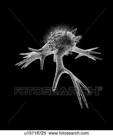 Cell with pseudopodia, artwork View Large Photo Image Stock Photography - Cell with pseudopodia, artwork. Fotosearch