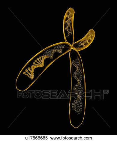 Chromosome, artwork View Large Photo Image Stock Photography - Chromosome, artwork. Fotosearch