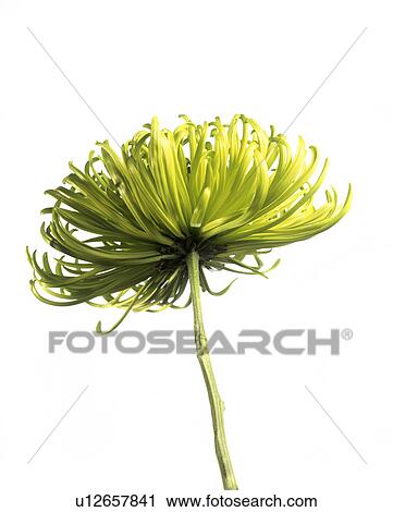 Chrysanthemum (Chrysanthemum 'Shamrock') View Large Photo Image Stock Image - Chrysanthemum (Chrysanthemum 'Shamrock'). Fotosearch