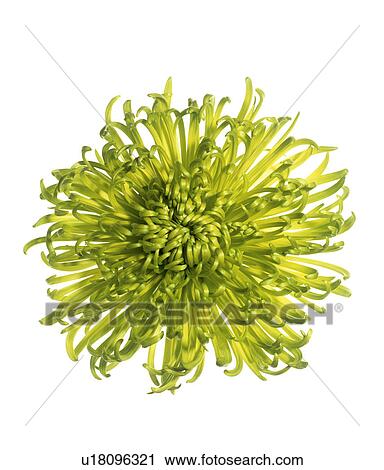 Chrysanthemum (Chrysanthemum 'Shamrock') View Large Photo Image Stock Image - Chrysanthemum (Chrysanthemum 'Shamrock'). Fotosearch